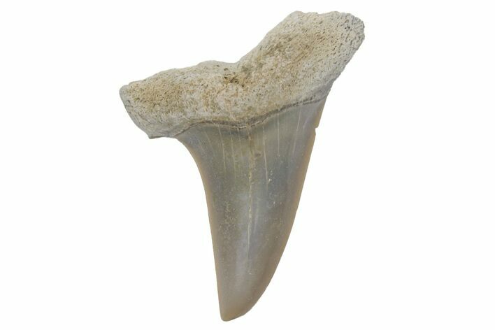 Fossil Mako Tooth - Lee Creek (Aurora), NC #220074